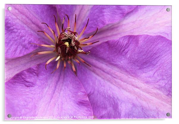 Purple clematis flower closeup Acrylic by Charlotte Anderson