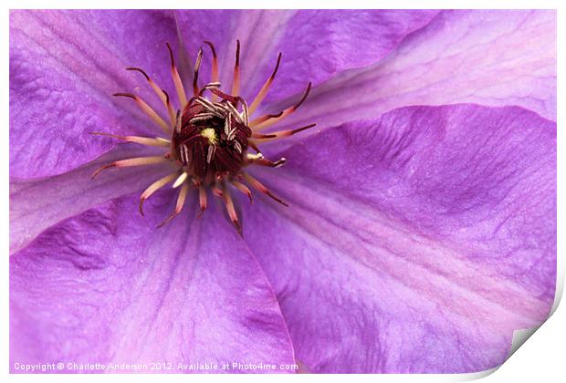 Purple clematis flower closeup Print by Charlotte Anderson