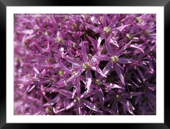 Allium tiny purple flowers Framed Mounted Print by Charlotte Anderson