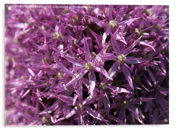 Allium tiny purple flowers Acrylic by Charlotte Anderson