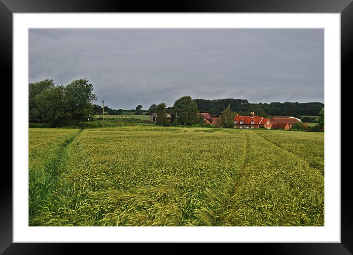 barley field Framed Mounted Print by carl blake