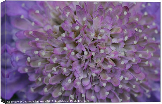 Scabious purple flower Canvas Print by Charlotte Anderson