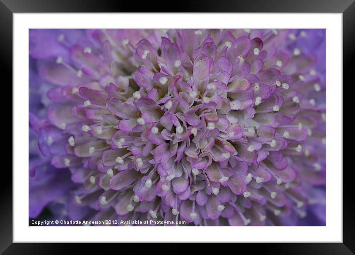 Scabious purple flower Framed Mounted Print by Charlotte Anderson