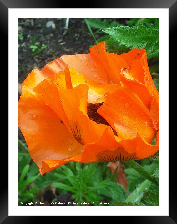Poppy Parcel Framed Mounted Print by Eleanor McCabe