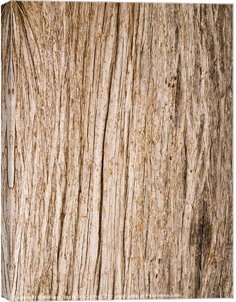 Tree Bark and Ants Canvas Print by William AttardMcCarthy