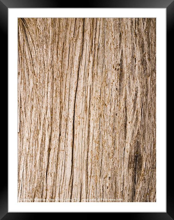 Tree Bark and Ants Framed Mounted Print by William AttardMcCarthy