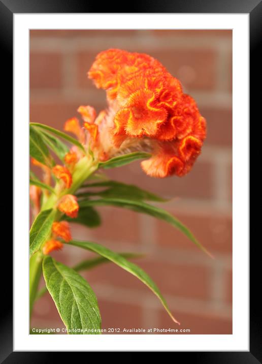 Red  weird brain flower Framed Mounted Print by Charlotte Anderson