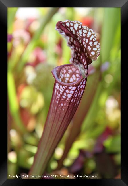 Meat eating plant carnivorous sarracenia Framed Print by Charlotte Anderson