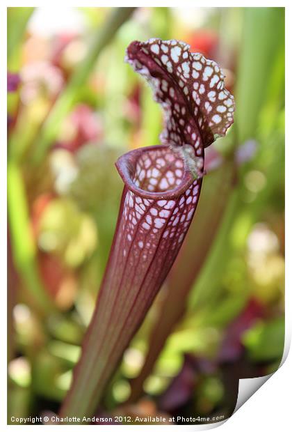 Meat eating plant carnivorous sarracenia Print by Charlotte Anderson