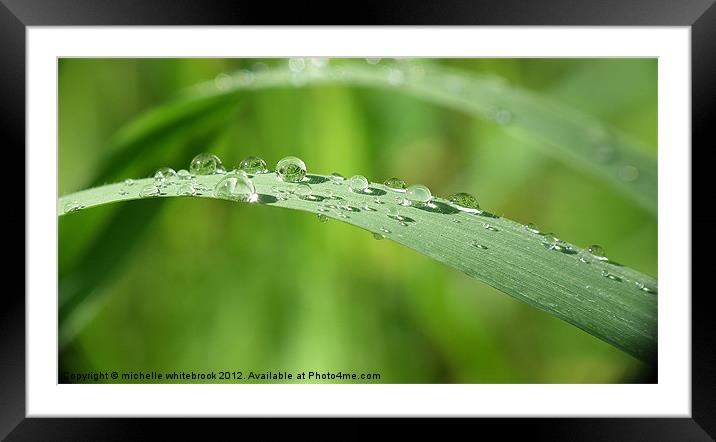 Morning Dew Framed Mounted Print by michelle whitebrook