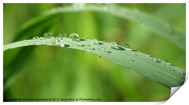 Morning Dew Print by michelle whitebrook