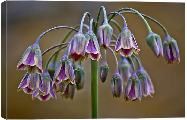 Floral Chanderlear Canvas Print by Dave Reed