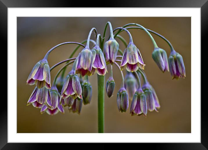 Floral Chanderlear Framed Mounted Print by Dave Reed
