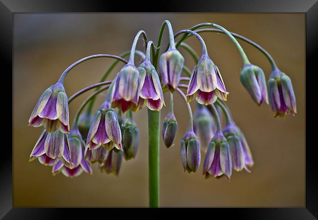 Floral Chanderlear Framed Print by Dave Reed