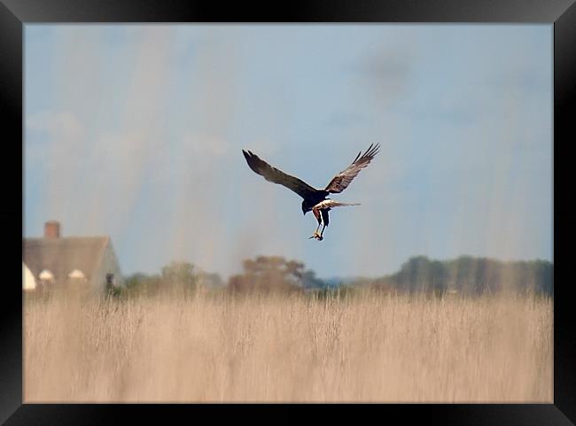 Marsh harrier returning with lunch Framed Print by dennis brown