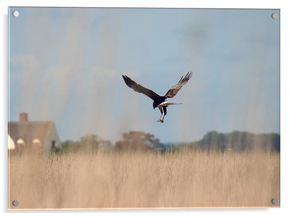 Marsh harrier returning with lunch Acrylic by dennis brown