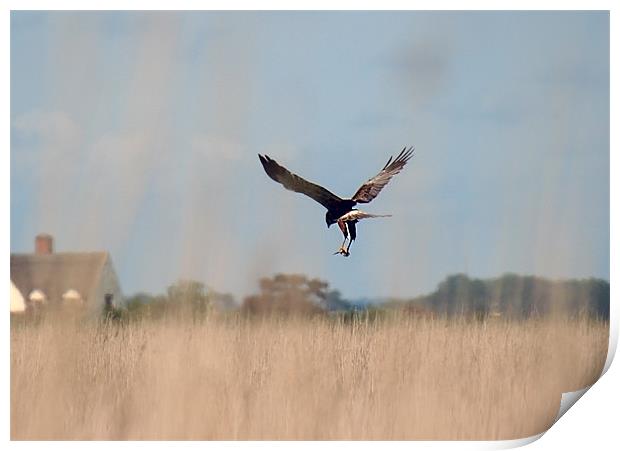 Marsh harrier returning with lunch Print by dennis brown