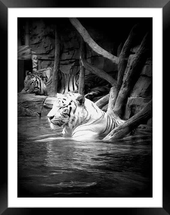 Water Tigers. Framed Mounted Print by Gemma Page