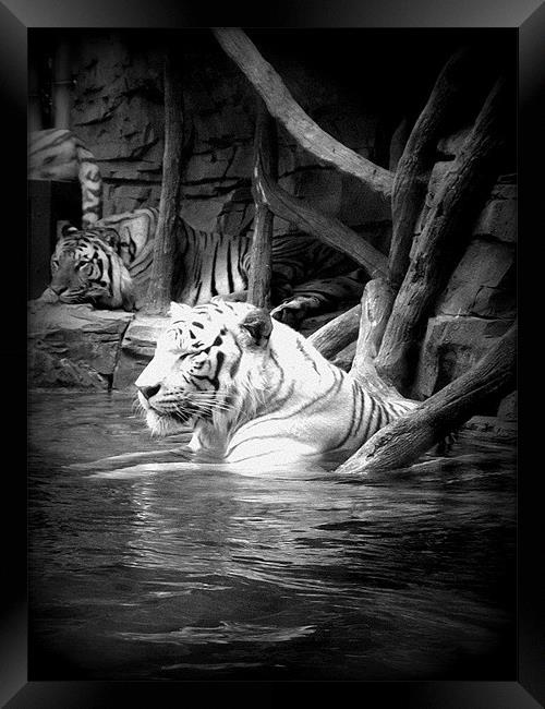 Water Tigers. Framed Print by Gemma Page