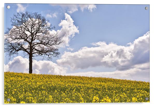Field of Sunshine Acrylic by Dawn Cox