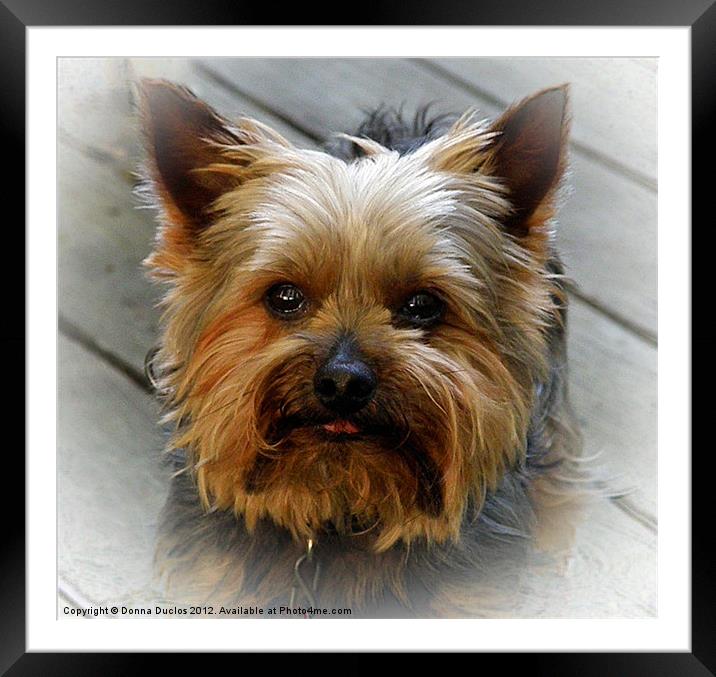 Teddy the Yorkie Framed Mounted Print by Donna Duclos