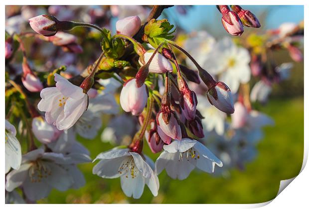 Flowering spring Print by paul barton