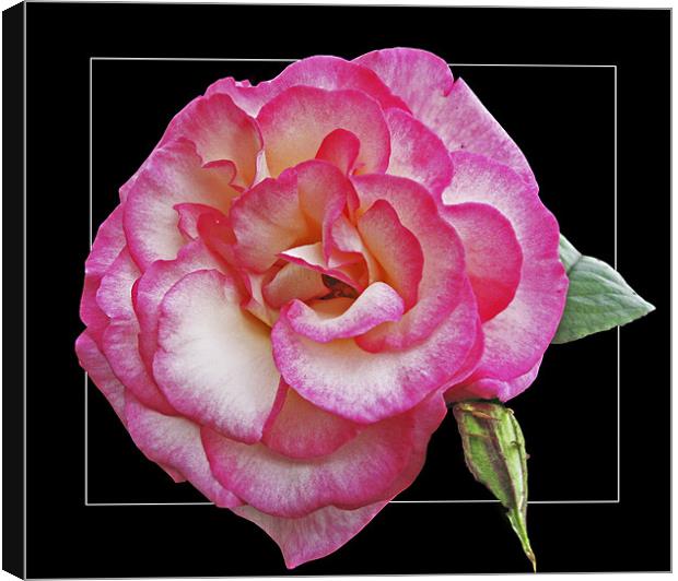Rose (Handel) Canvas Print by Derek Vines