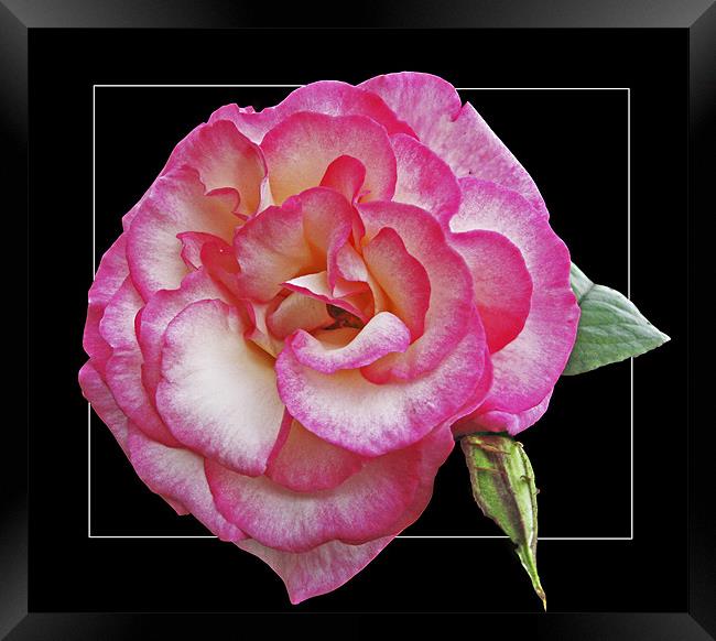 Rose (Handel) Framed Print by Derek Vines