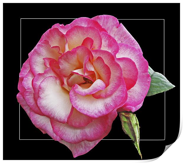 Rose (Handel) Print by Derek Vines