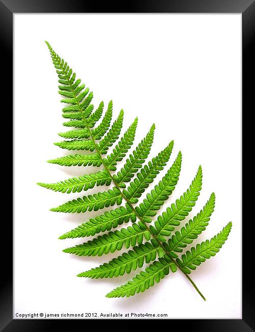 Fern- 6 Framed Print by james richmond