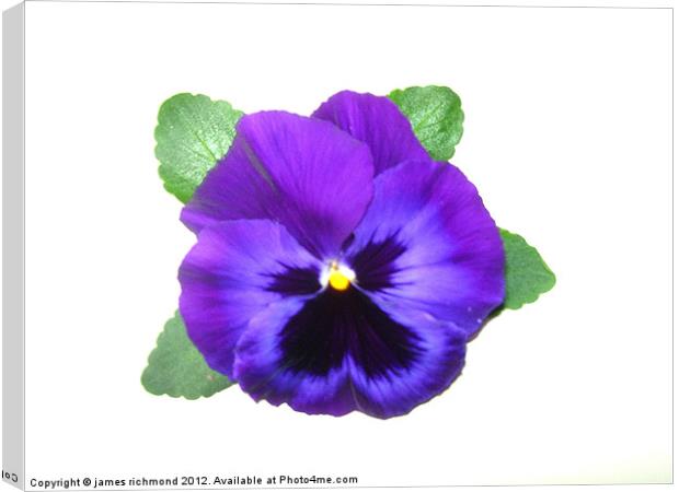 Violet Pansy Canvas Print by james richmond