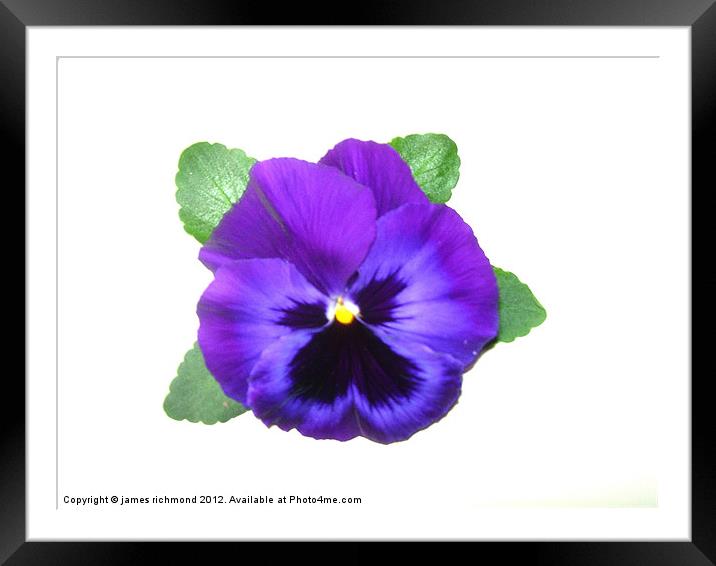 Violet Pansy Framed Mounted Print by james richmond