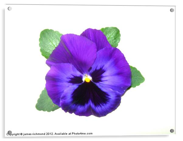 Violet Pansy Acrylic by james richmond