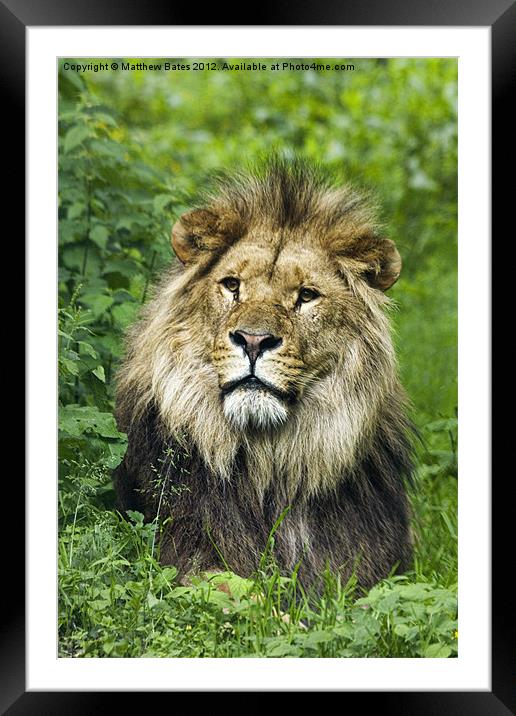 Male Lion Framed Mounted Print by Matthew Bates