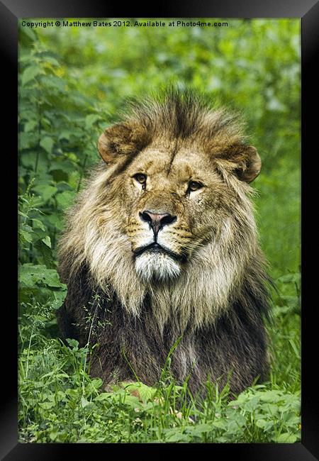 Male Lion Framed Print by Matthew Bates