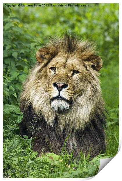 Male Lion Print by Matthew Bates