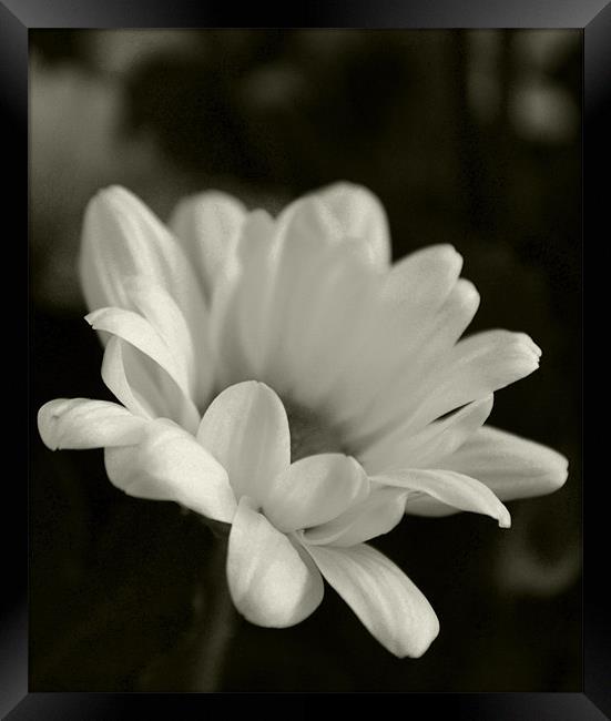 Blooming Daisy Framed Print by Thomas Dentith Barnard
