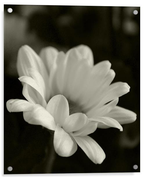 Blooming Daisy Acrylic by Thomas Dentith Barnard