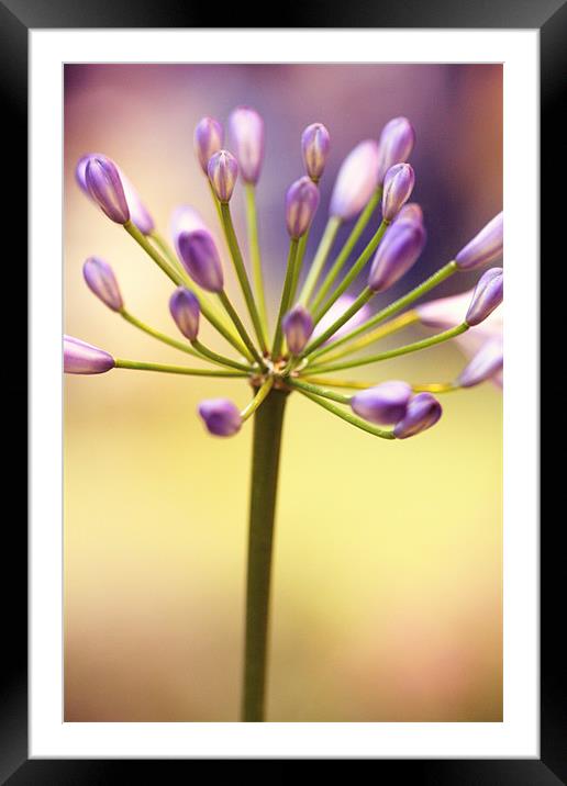 Floral 5 Framed Mounted Print by piera catalano