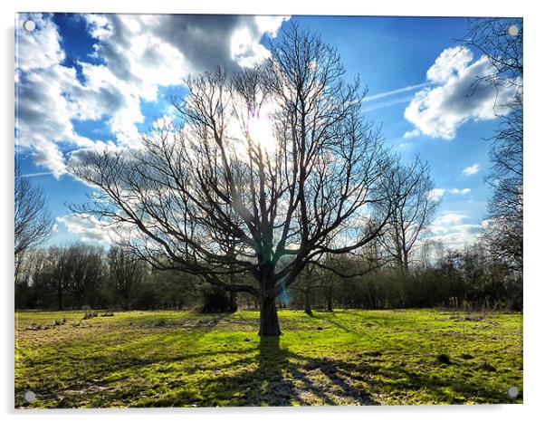 Bare Branches Acrylic by Nick Hirst