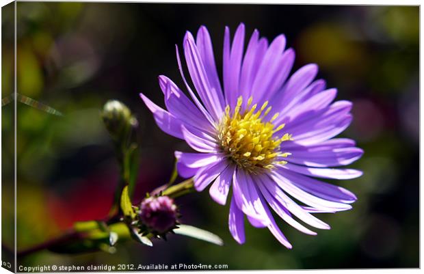 New England aster Canvas Print by stephen clarridge