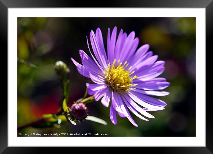 New England aster Framed Mounted Print by stephen clarridge