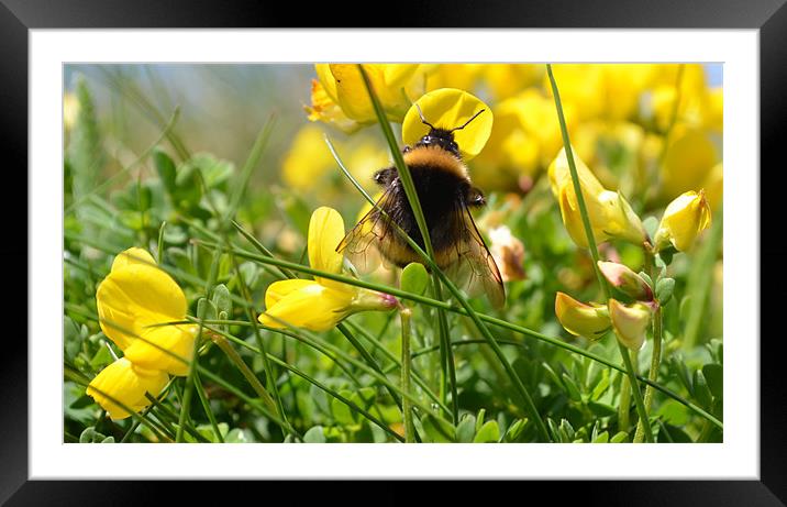 Busy Bee Framed Mounted Print by barbara walsh