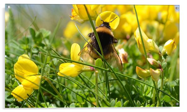 Busy Bee Acrylic by barbara walsh