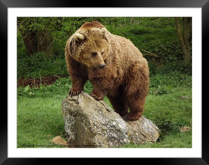 Brown Bear Standing Framed Mounted Print by Mandie Jarvis