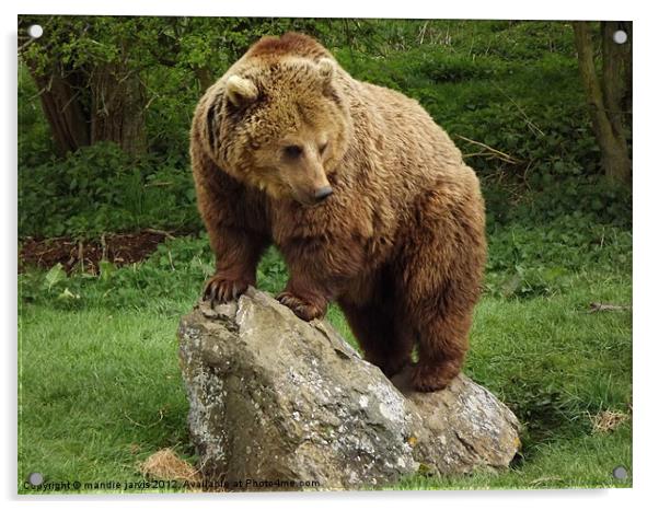 Brown Bear Standing Acrylic by Mandie Jarvis