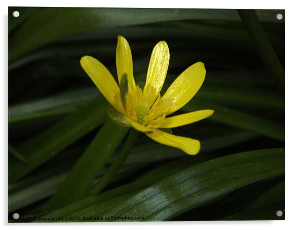 Beautiful Buttercup Acrylic by Mandie Jarvis