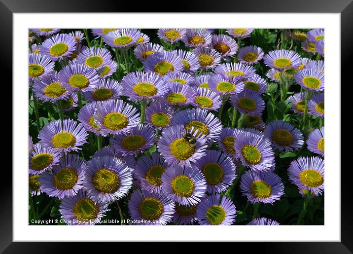Seaside daisy Framed Mounted Print by Chris Day