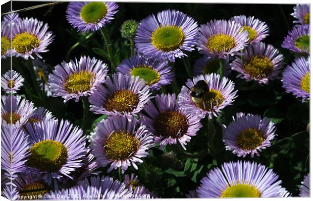 Seaside daisy Canvas Print by Chris Day