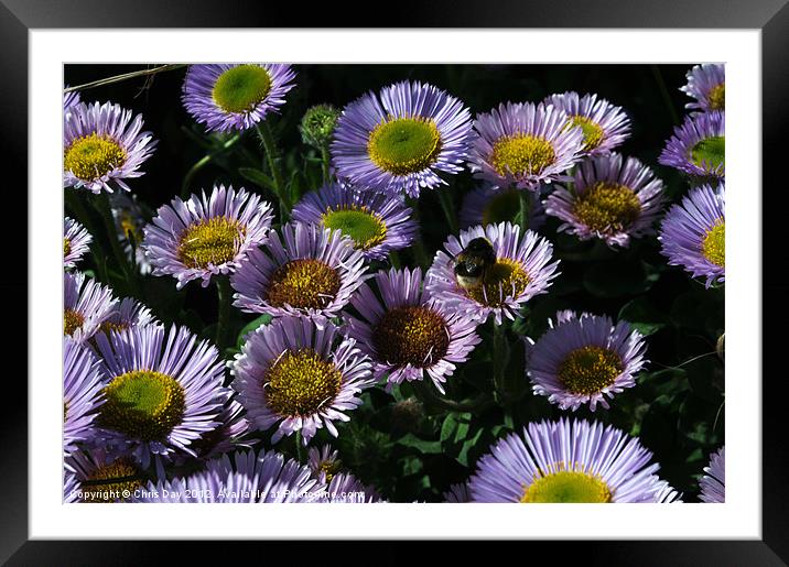 Seaside daisy Framed Mounted Print by Chris Day